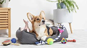 Pet Products